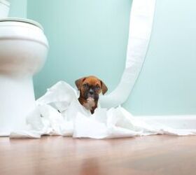 puppy bad behavior and how to correct it