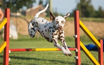 Which Canine Sport is Right For My Dog?