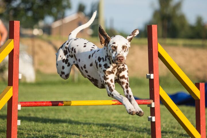 which canine sport is right for my dog