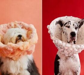 This Dog Photographer Turns Cone of Shame Into Work of Art
