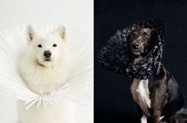 this dog photographer turns cone of shame into work of art