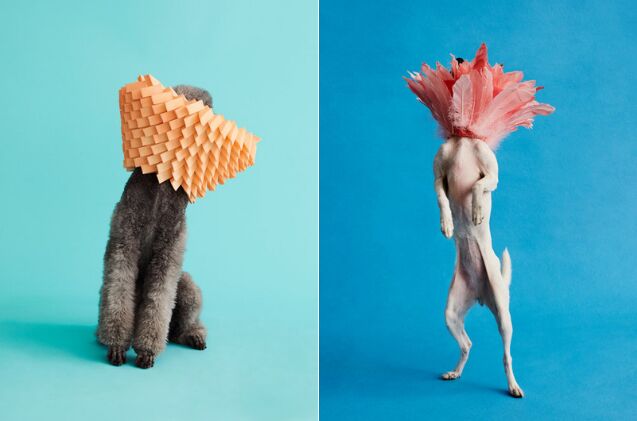 this dog photographer turns cone of shame into work of art