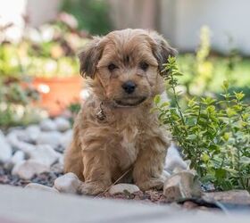 Havanese yorkie sale mix