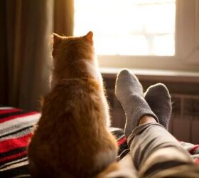 Study Gives Cat Owners Scientific Proof That Their Pets Are Ignoring T