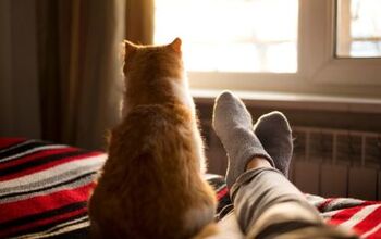 Study Gives Cat Owners Scientific Proof That Their Pets Are Ignoring T