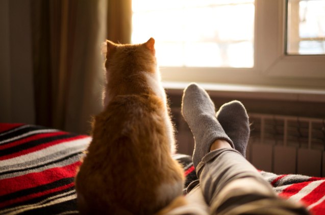 study gives cat owners scientific proof that their pets are ignoring t