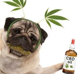 Pet Parents Using CBD Products For Pets More Than Ever Before