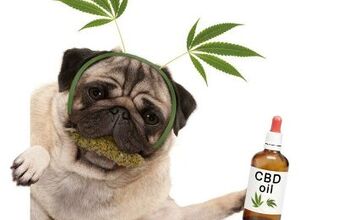 Pet Parents Using CBD Products For Pets More Than Ever Before