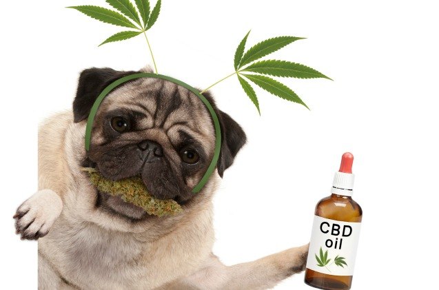 pet parents using cbd products for pets more than ever before