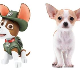 paw patrol in real life dog