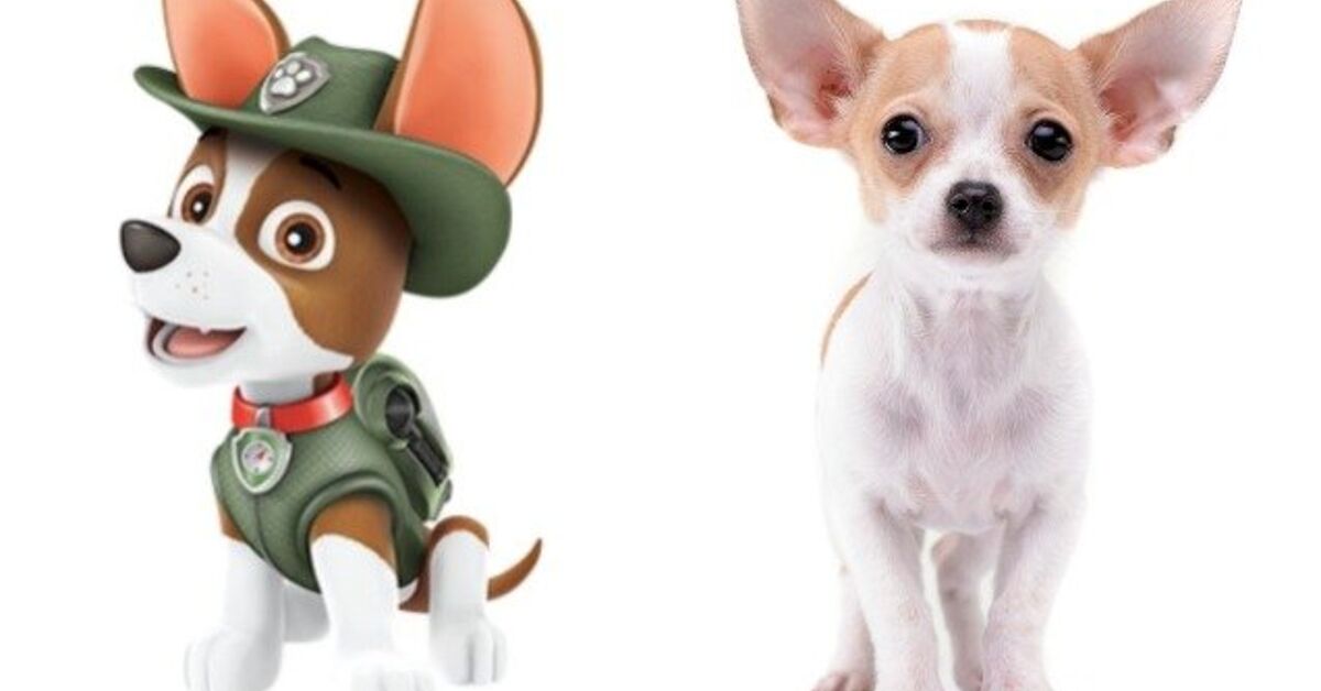 How Many Dogs Are There In Paw Patrol
