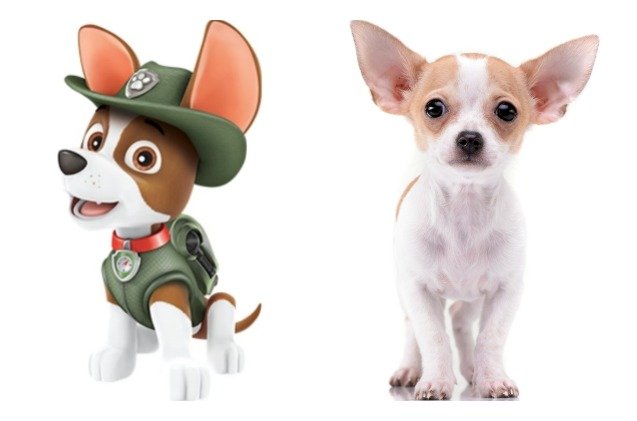 What are the Breeds of the Paw Patrol Dogs: Revealed!