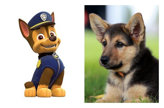 Which Member Of The Paw Patrol Is Right For Your Family? | PetGuide