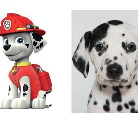 what kind of dogs are the paw patrol