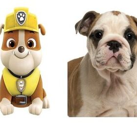 What Kind of Dog is Rubble from PAW Patrol? Fun Canine Facts