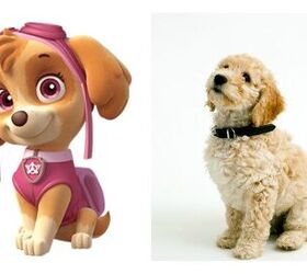 which member of the paw patrol is right for your family