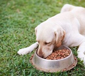 are all labradors greedy