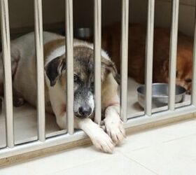 top 10 reasons for adopting two bonded dogs