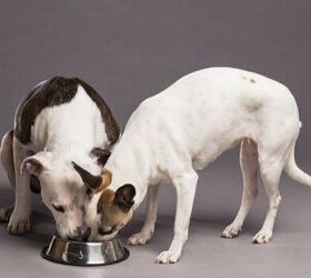 top 10 reasons for adopting two bonded dogs