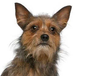 Norwich sales yorkie mix