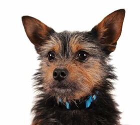 Norwich sales yorkie mix