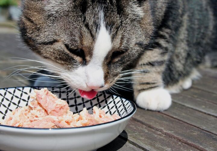 can cats eat tuna