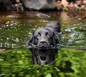 What to Know About Swim Safety for Dogs