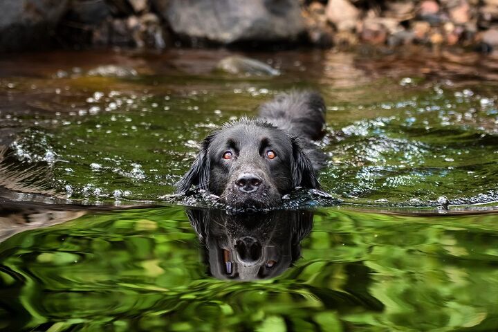 what to know about swim safety for dogs