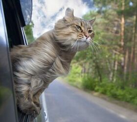 Living the Full-Time RV Life With Cats
