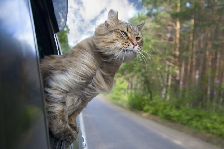 Living the Full-Time RV Life With Cats | PetGuide