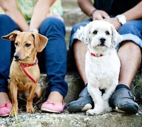 Want To Meet New People? Survey Says Get A Dog