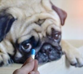 How to Give Your Dog a Pill