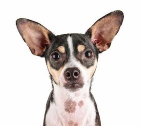 Rat terrier hot sale mix dog