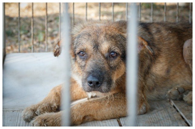 pact act would make animal abuse a felony across the country