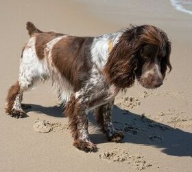 French store spaniel dog