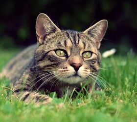 what is megaesophagus in cats
