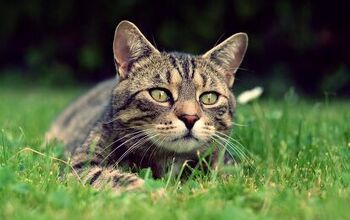 What Is Megaesophagus in Cats?