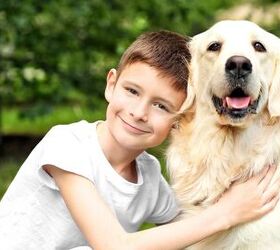 Why You Should Take Your Kids to Dog Training Classes
