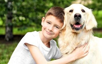 Why You Should Take Your Kids to Dog Training Classes