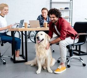 Want Fido to Be Your Coworker? Here Are the Best Dog-Friendly Companie