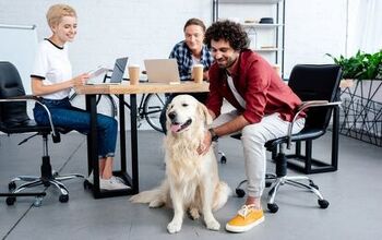 Want Fido to Be Your Coworker? Here Are the Best Dog-Friendly Companie