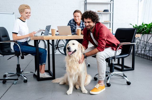 want fido to be your coworker here are the best dog friendly companie