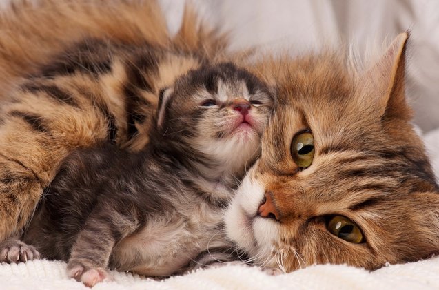 kitties and purrsonality study shows cats inherit behavioral traits from parents