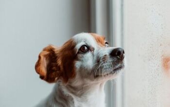 Are You Always Under Stress? Study Show Your Dog Mirrors Your Bad  Fee
