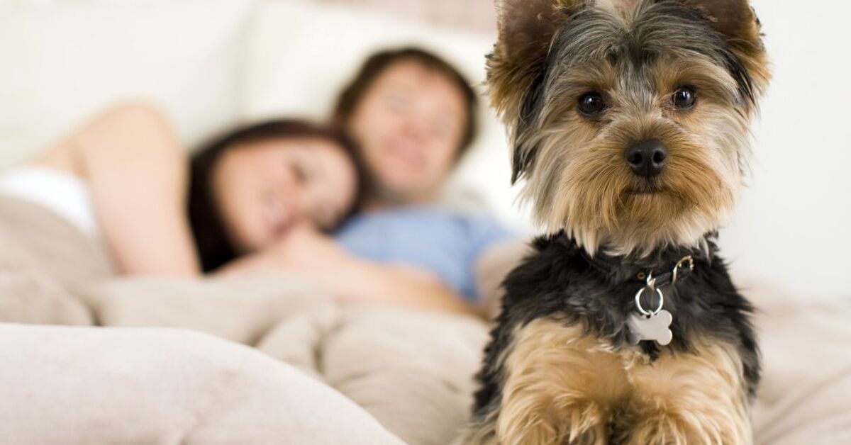 Is It Okay to Have Sex in Front of Your Dog? | PetGuide