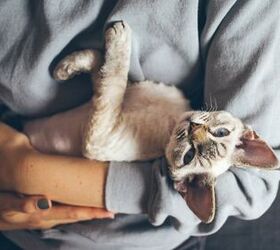 Top 10 Best Cats for Cuddling