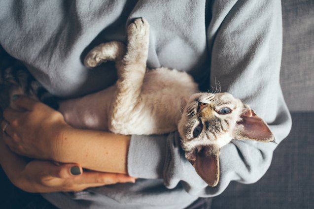 top 10 best cats for cuddling
