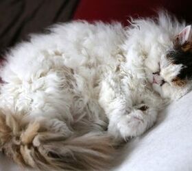 top 10 best cats for cuddling