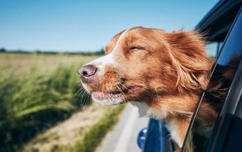 On the Road Again: Hitting the Road With Your Dog