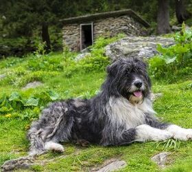 romanian mioritic shepherd dog